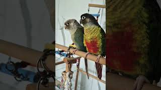 차안에빗소리~울 순딩이 봄.가을이.앵무새들은 잉꼬부부랍…