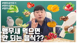 앵무새 먹어도 되는 음식! 잘 알고계신가요 ?! (LIP SEUNG SOO)