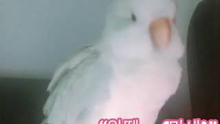 귀여운 일구 목소리 들어보세요[퀘이커일구] (Listen to "Il-good" cute sound!)