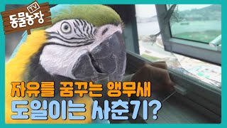 자유를 꿈꾸는 앵무새! 도일이는 사춘기? I TV동물농장 (Animal Farm) | SBS Story