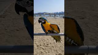 한강뚝섬유원지 앵무새 산책 ! 야외산책 나온 청금강앵무…