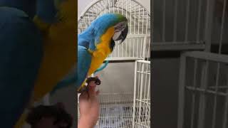 앵무새 물레방아??#청금강#앵무새#자유비행#Blue & Gold Macaw