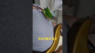 아빠 멱살잡는 앵무새 쪼꼬#앵무새키우기 #코뉴어