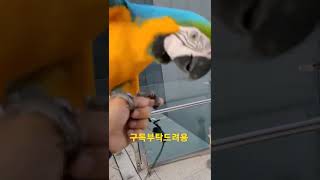 청금강앵무새 루카 호출하기