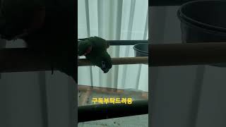 한스마카우 사랑이 #shorts