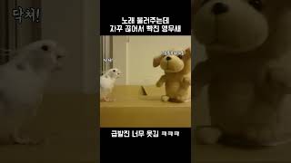 앵무새가 빡치면 위험한 이유