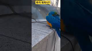 뭐하냐 루카야 #parrot #앵무새 #macaw #청…