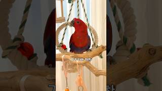 그네를 즐기는 앵무새 차차                 #뉴기니아#앵무새#뉴기니아앵무새#eclectus #eclectusparrot #parrot #bird#shorts
