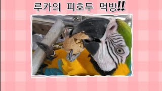 청금강앵무새 피호두 먹방 과연 성공할까?