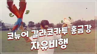 앵무새 자유비행 - 코뉴어 갈라코카투 홍금강