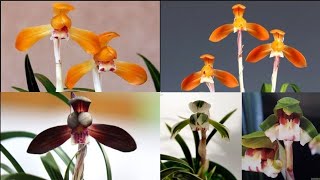 1월28일 토요일 좋은 품종들 10분 준비했습니다