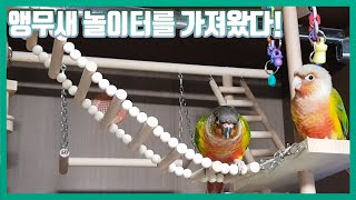 앵무새 놀이터를 가져왔다!