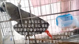 self injury Eclectus parrot th…