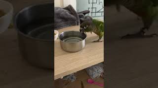 앵돌이 피타쿠스 먹방