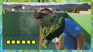 앵무새의 몸에서 나오는 파우더는 어느정도 일까요? 공기…