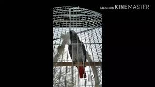 회색앵무 세복이