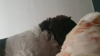 시추와 유황앵무 코카투 Shih tzu &amp; Co…