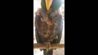 self injury Eclectus parrot th…