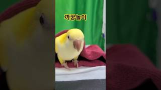 [김하늘] 까꿍놀이@ #birds  #하늘이 # 퀘이커…
