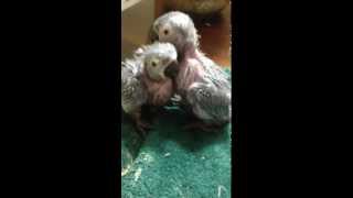 Guacamayo Severa Rancho Mailo