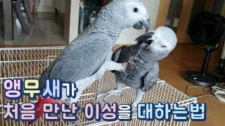 앵무새 세계에 매너남이 있다면 이런 느낌일까?? 똑똑한…