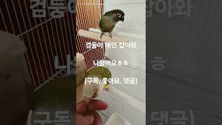 검둥아 애인 잡아와~^^ 나왔어요ㅎㅎ#반려동물 #bir…