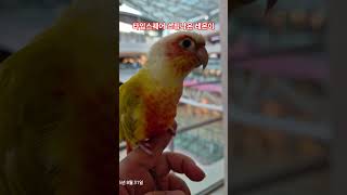 타임스퀘어 놀러온 썬칙 코뉴어 레몬이 #parrot #…