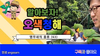 오색청해 (로리)