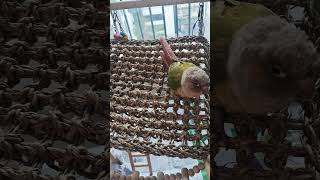 해초매트 놀이터#앵무새 #parrot #코뉴어