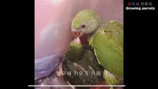 아기 목도리 앵무새가 사자나미 새끼를 돌보는 모습