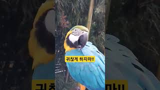 귀찮게 하지마!!  #청금강 #청금강앵무새 #마카우 #parrot #macaw #앵무새 #동물 #반려동물 #애완동물 #animal #루카 #산책