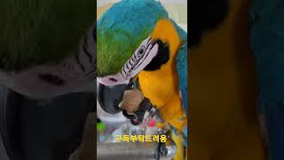 청금강앵무새 호두까는 소리 ASMR #shorts