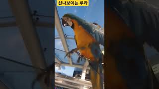 신나보이는 루카 #앵무새 #parrot #청금강 #청금강앵무새 #macaw #마카우