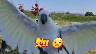 따뜻한 봄, 공원에서 청금강,코카투 비행