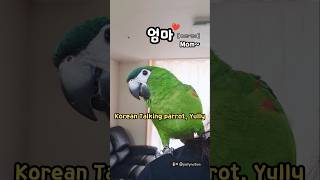 사람 아기 말투 한스마카우 율리 #말하는앵무새