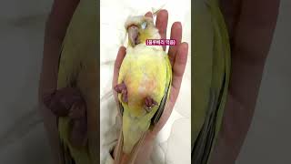 엄마 손이 제일 편한 배추 #코뉴어 #앵무새