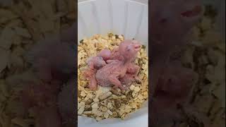 퀘이커와 썬코뉴어 태어났습니다 monkparrot su…