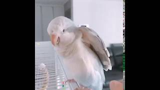 [퀘이커 앵무 - 일구] 만세만세일구만세! (Quake…