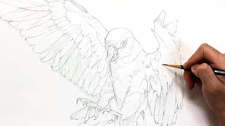 새를 드로잉 하는 방법 (Bird drawing 기초디…