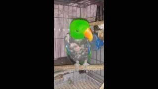 self injury Eclectus parrot th…