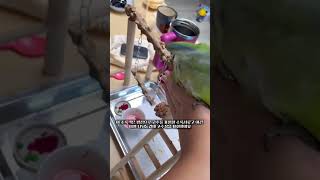 망한 김치찌개 만들어 주긔!!!!!! #앵무새 #모란앵…