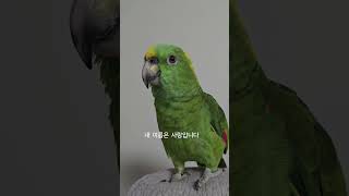오빠 오빠오빠만 찾는 울 사랑이 #아랑이 #아마존앵무새 #대화하는앵무새