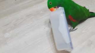 [뉴기니아 앵무(Eclectus Parrot) 까록이]…