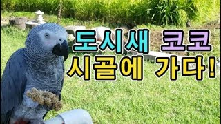 [수다쟁이 회색앵무 코코] EP.6 도시새 코코 시골에 가다!