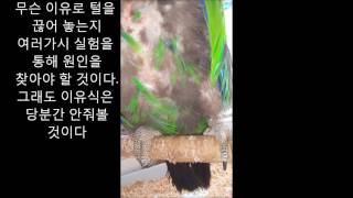self injury Eclectus parrot th…