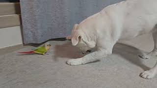 앤간히싸워라~~#puppy #labrador #래브라도…