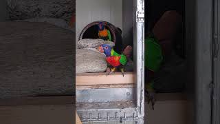 새들이 너무 더워 해서 에어컨 설치 해 주려고 업체에 문의 하니 소형은 없고 대형만 있다 해서 업소용 대형 선풍기를 사다 틀어줬네요