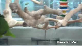 네입아마존 yellow nape amazon