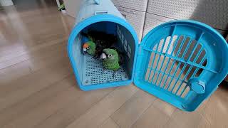 쟈딘앵무가 집사의 잠을 깨우는 방법. jardine p…