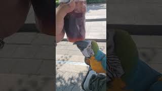 덥다.. #animal #앵무새 #bird #동물 #macaw #청금강